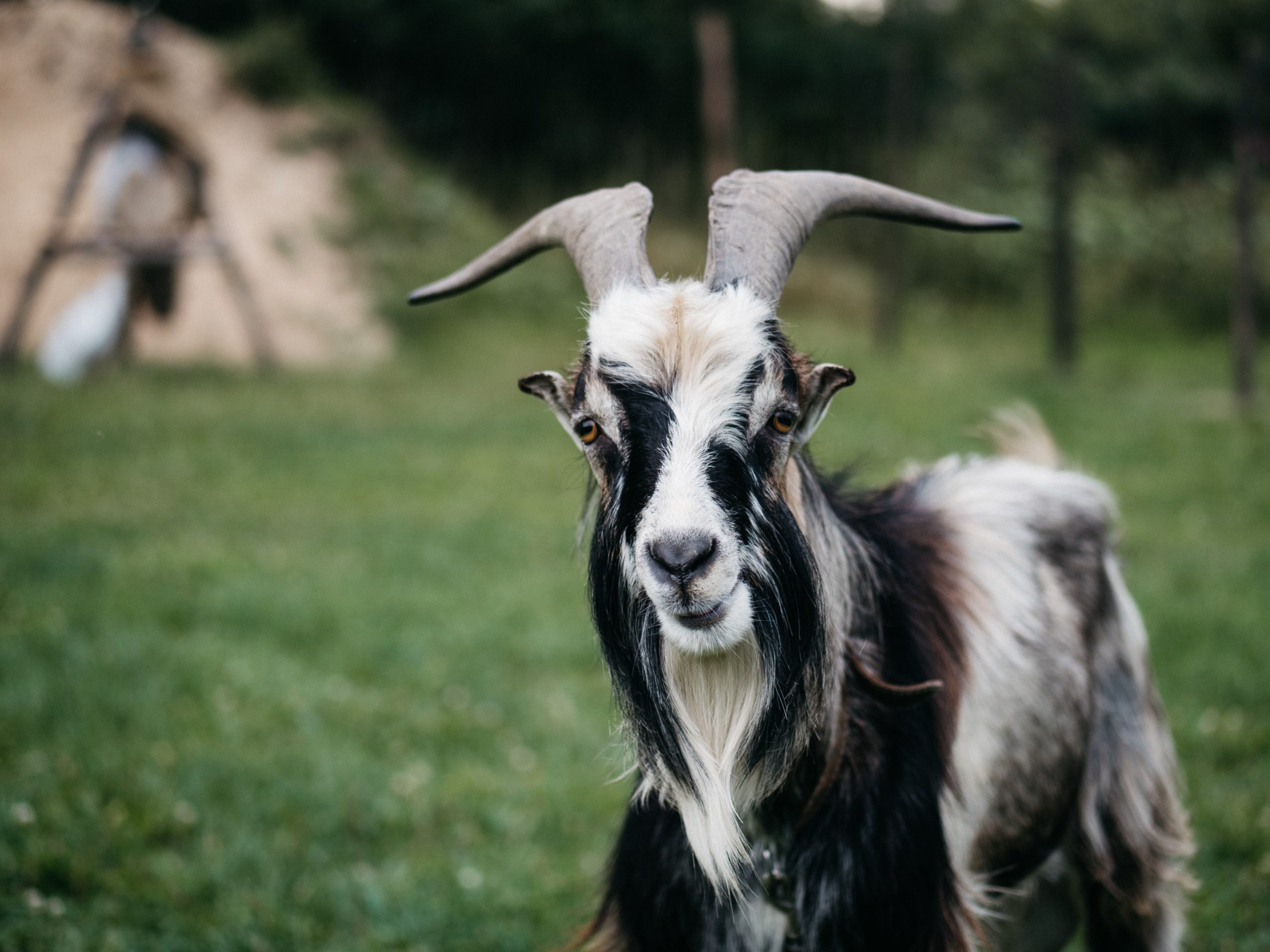 Goat Entrails and Tea Leaves: Predicting the Future of Law Practice